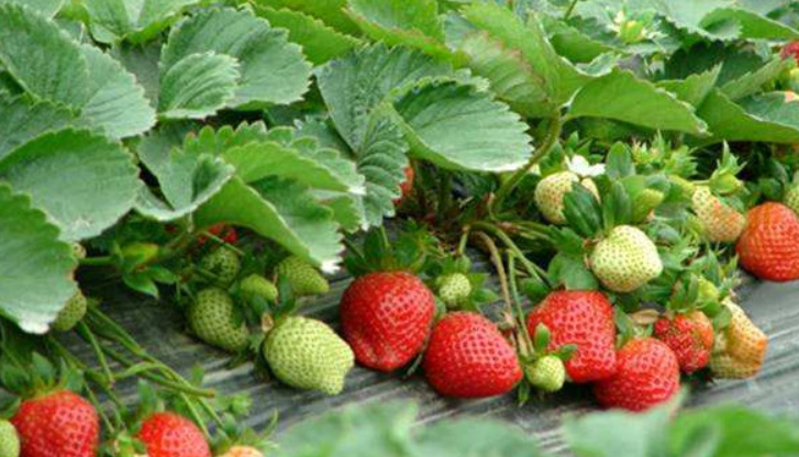 草莓上市的季节是什么