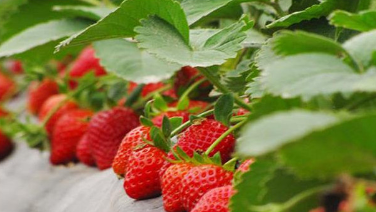 草莓上市的季节是什么