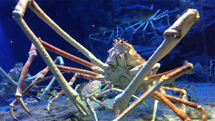 世界上最大的螃蟹(杀人蟹)