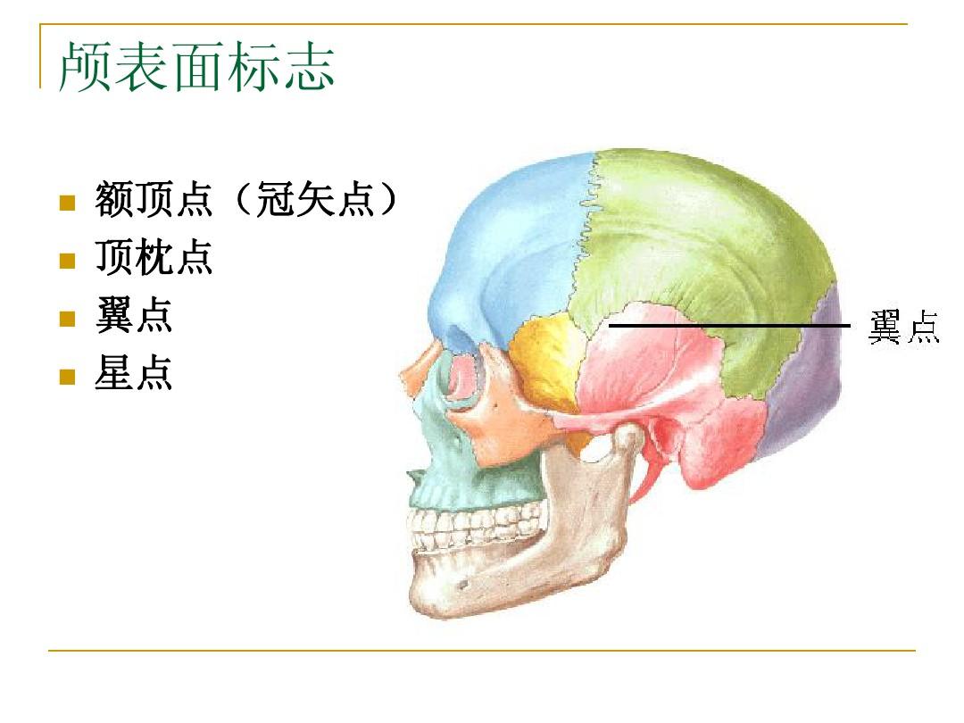 52.蝶骨 (前面观)-系统解剖学-医学